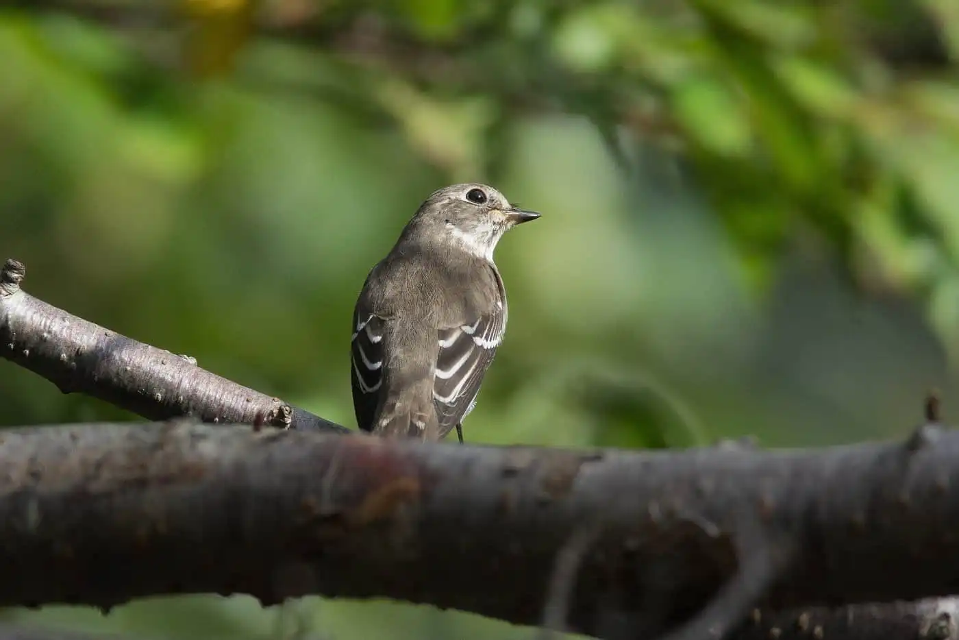 野鳥・エゾビタキの写真画像