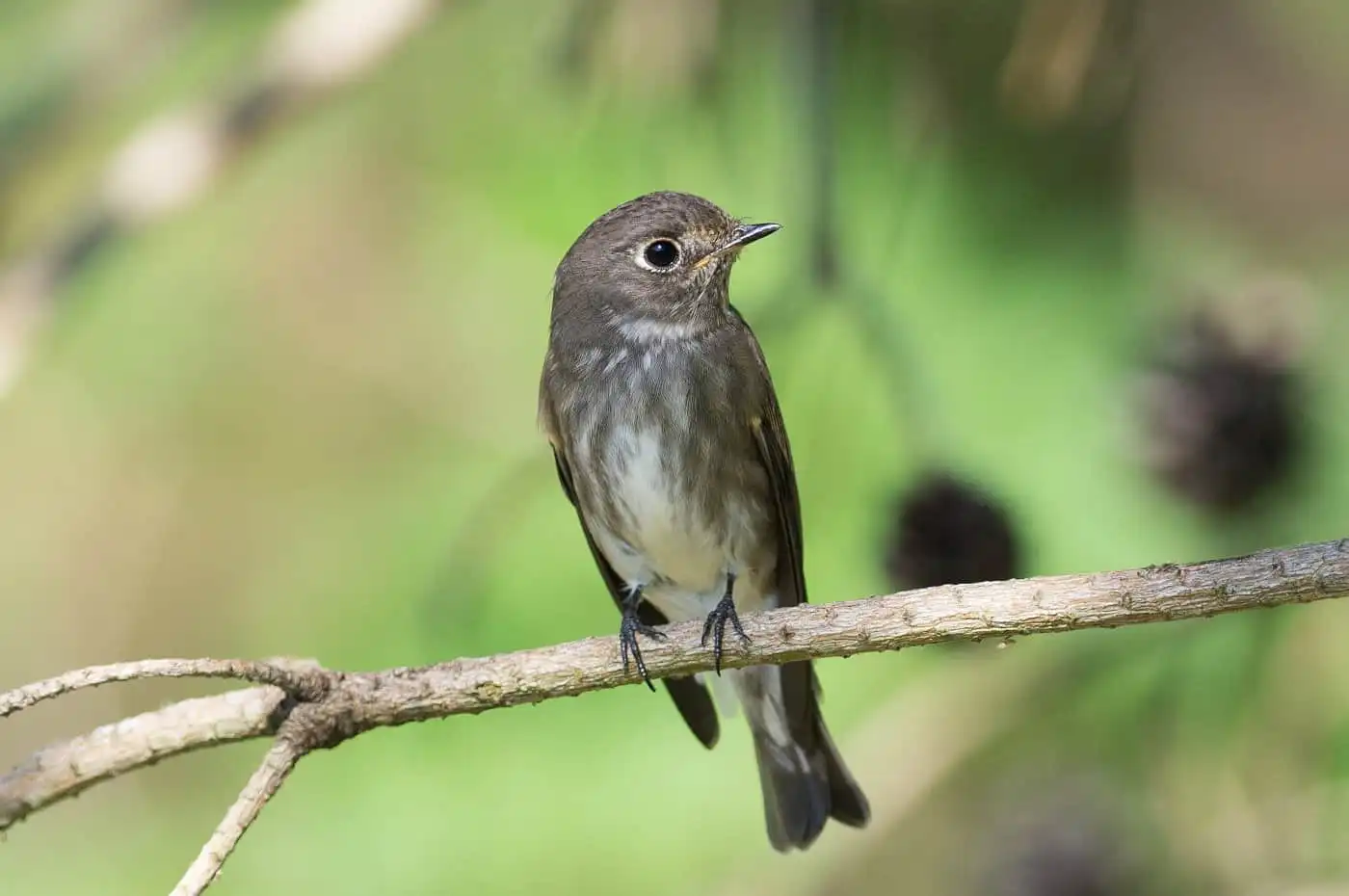 野鳥・エゾビタキの綺麗な背景ボケの写真画像