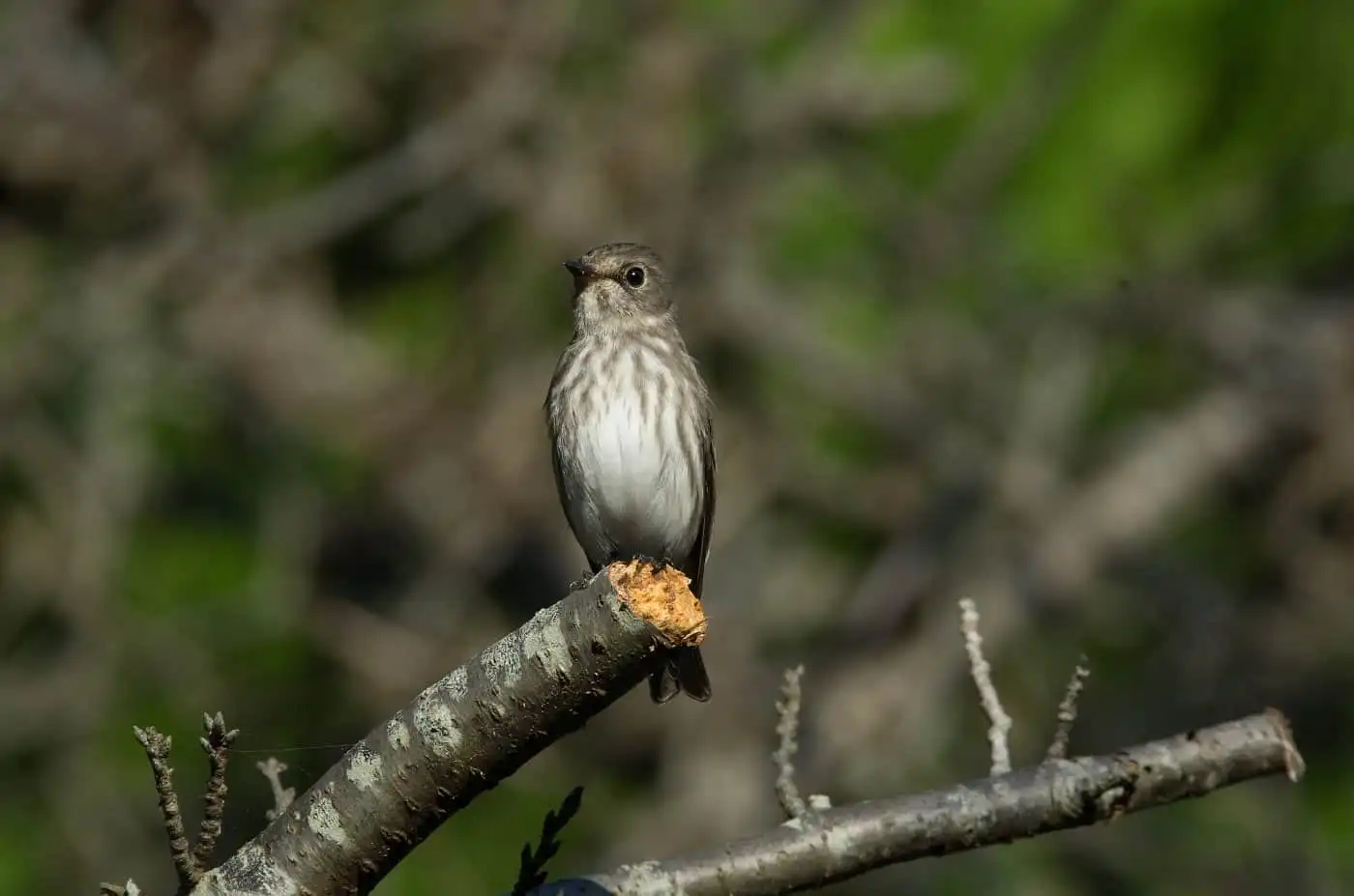 野鳥・エゾビタキの写真画像