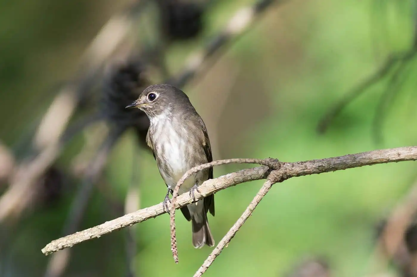 野鳥・エゾビタキの写真画像