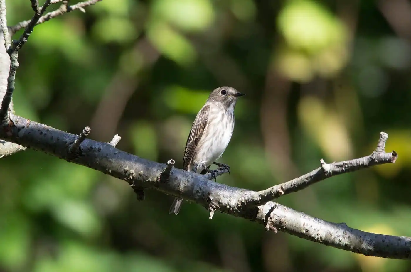 野鳥・エゾビタキの写真画像