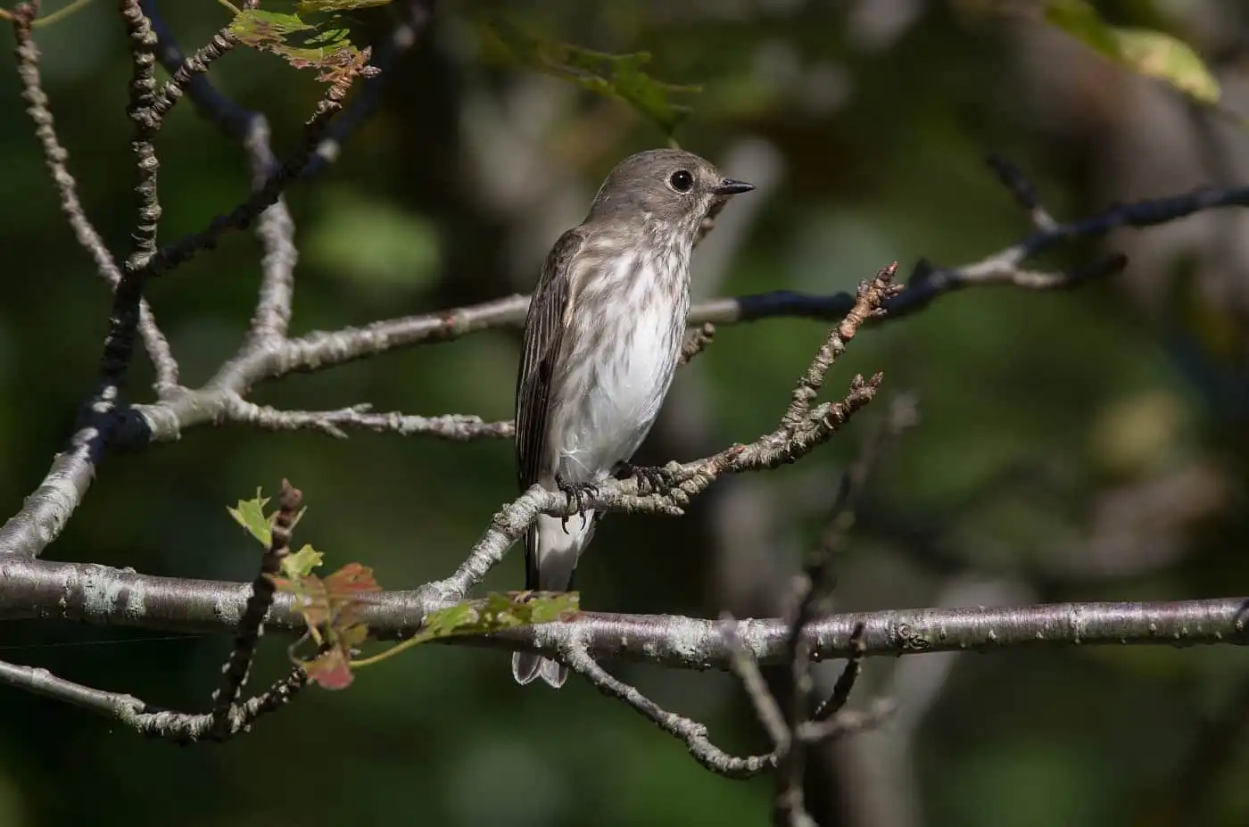 木に止まって虫を狙う野鳥・エゾビタキの写真画像