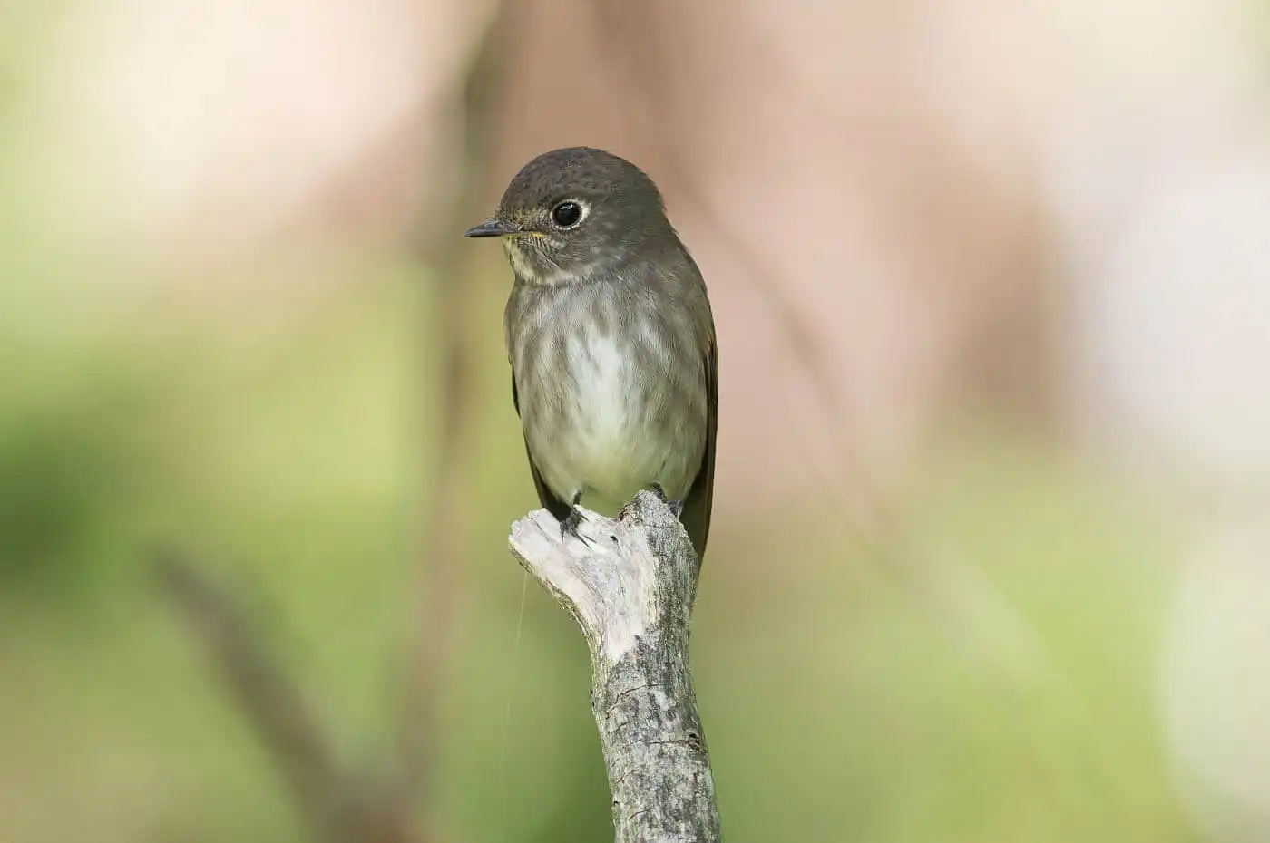 幻想的な背景の野鳥・エゾビタキの写真画像