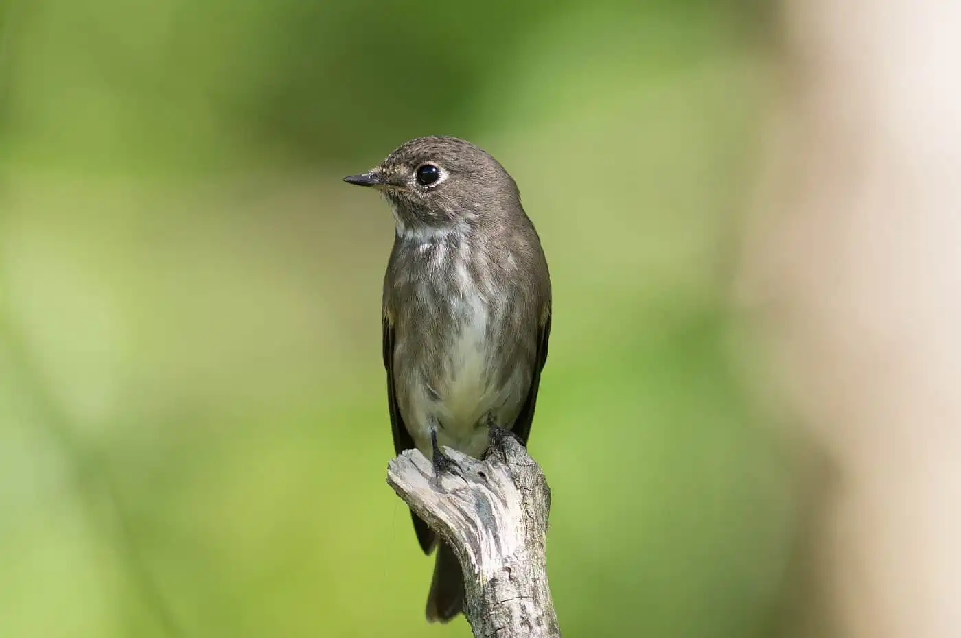 綺麗な背景の野鳥・エゾビタキの写真画像