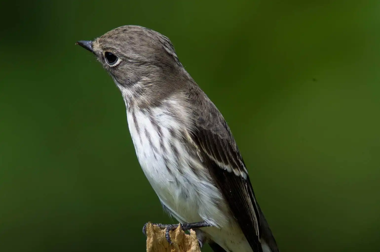 野鳥・エゾビタキのアップ写真画像