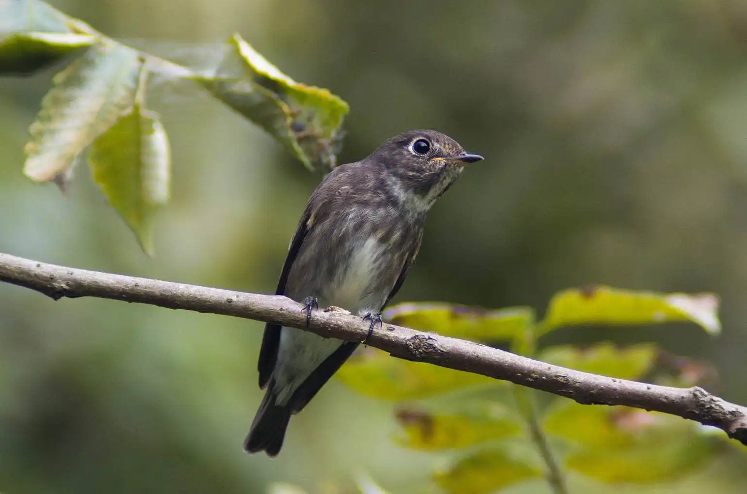 野鳥・エゾビタキの写真画像