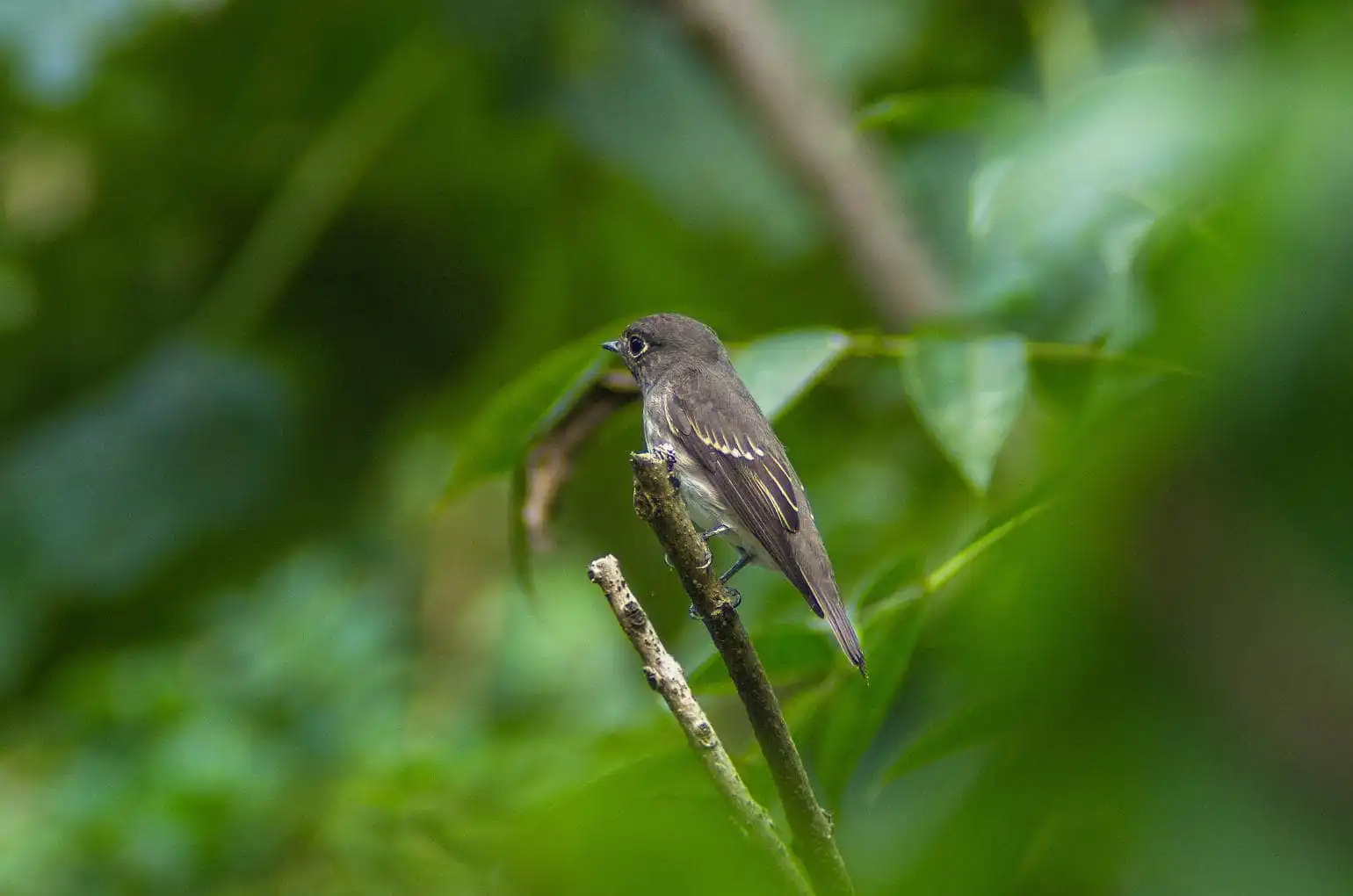 前景と背景の良くボケた野鳥・エゾビタキの写真画像