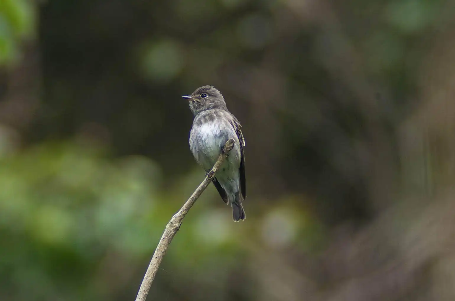 背景の良くボケた野鳥・エゾビタキの写真画像