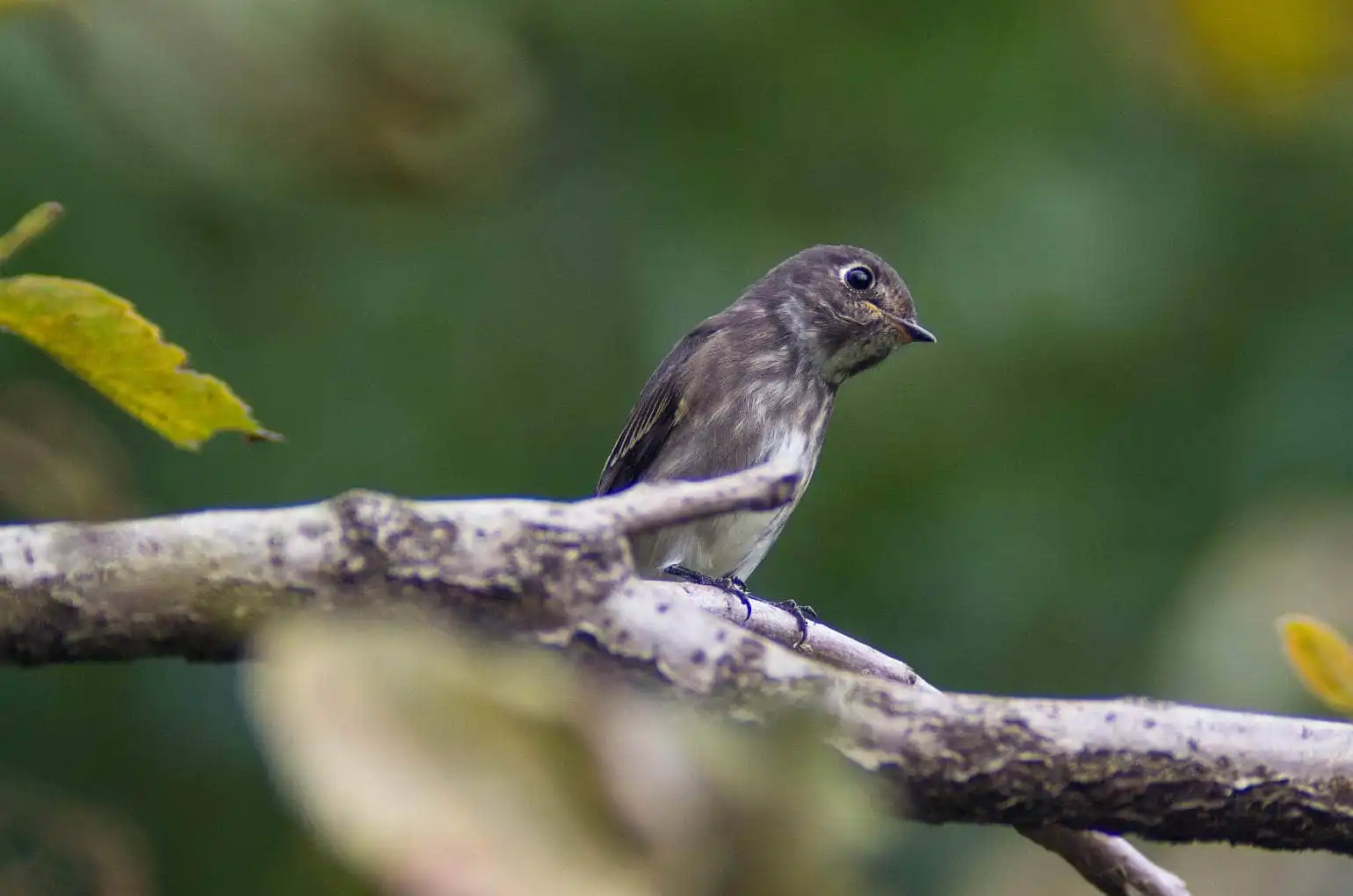 前景と背景の良くボケた野鳥・エゾビタキの写真画像