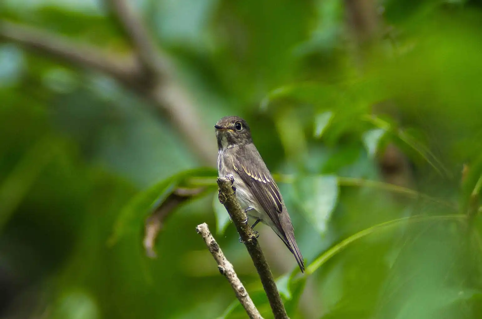 前景と背景の良くボケた野鳥・エゾビタキの写真画像