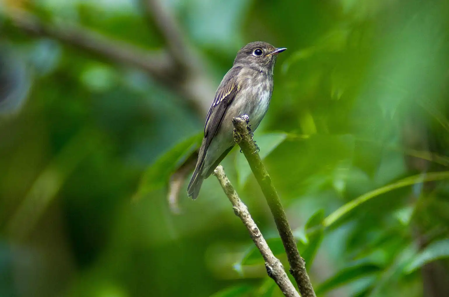 前景と背景の良くボケた野鳥・エゾビタキの写真画像