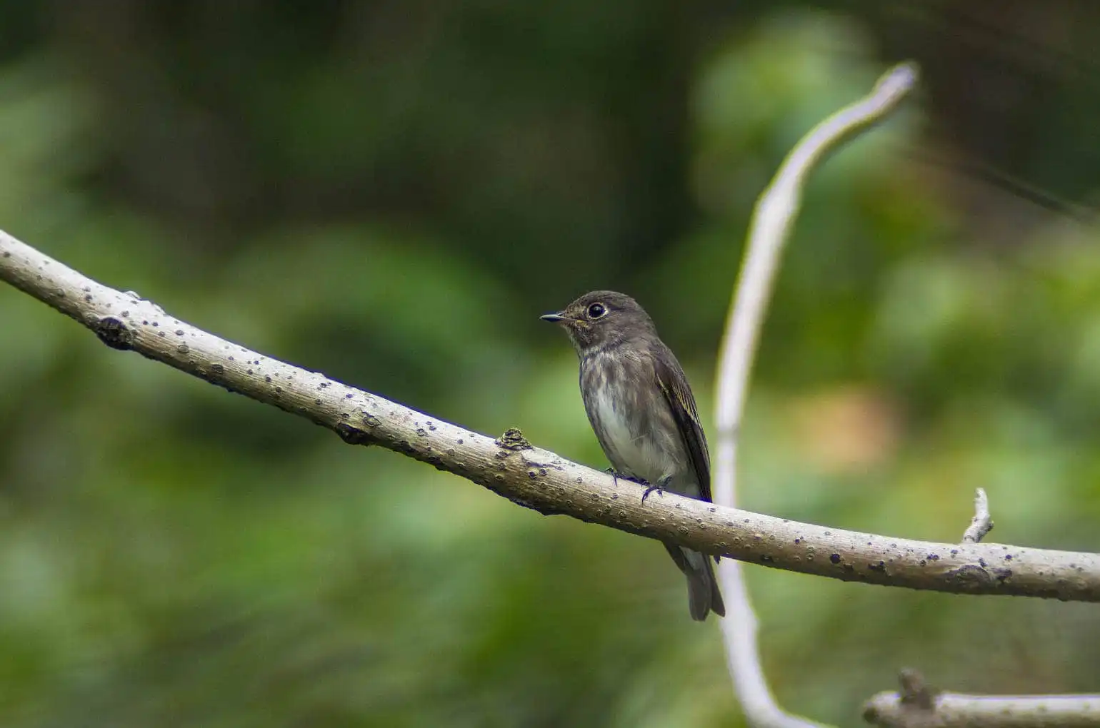 野鳥・エゾビタキの写真画像