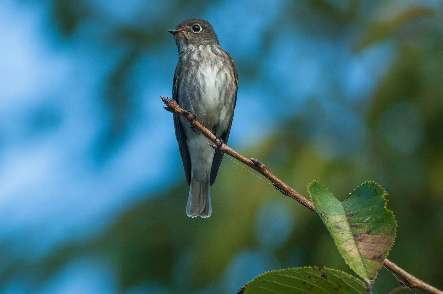 野鳥・エゾビタキの写真画像