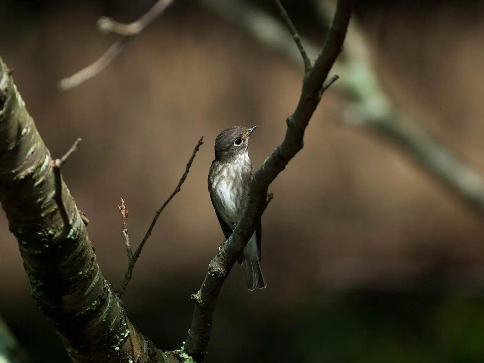 野鳥・エゾビタキの写真画像