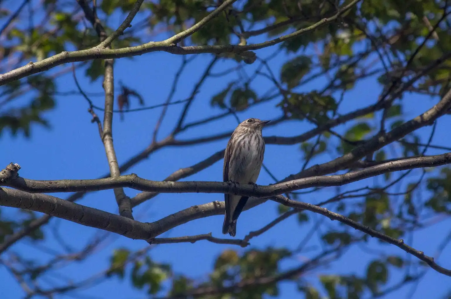 野鳥・エゾビタキの写真画像