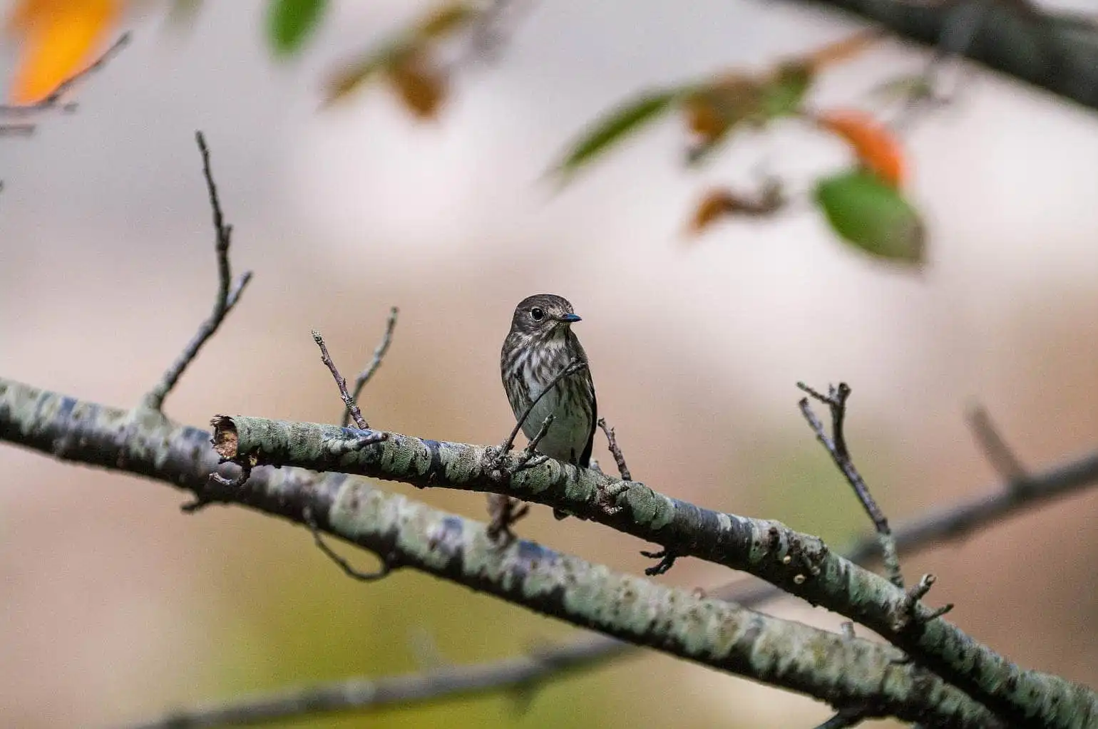 野鳥・エゾビタキの写真画像