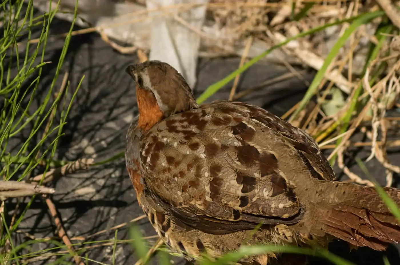 水を飲みに来た野鳥・コジュケイの写真画像