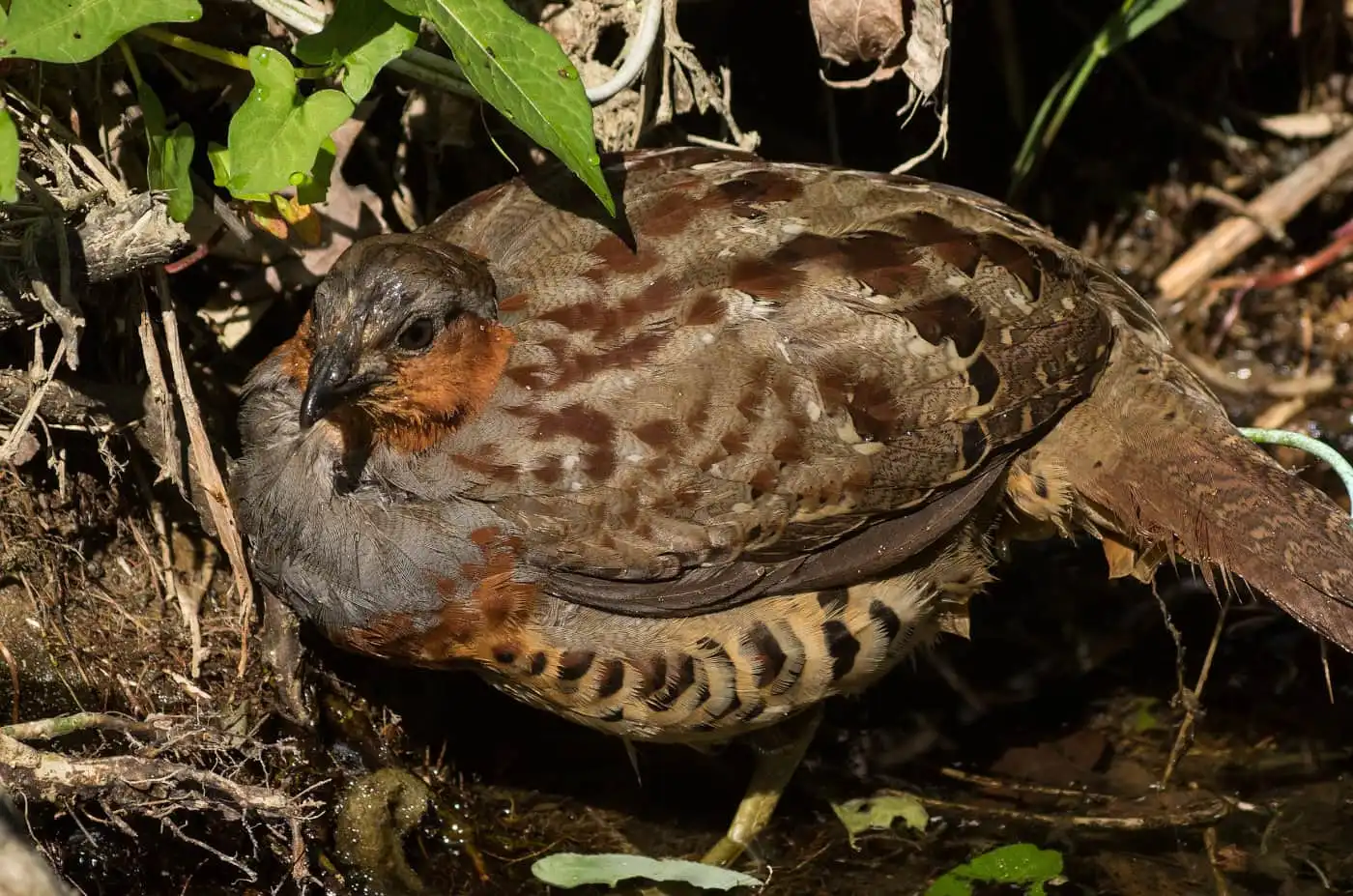 水を飲みに来た野鳥・コジュケイの写真画像