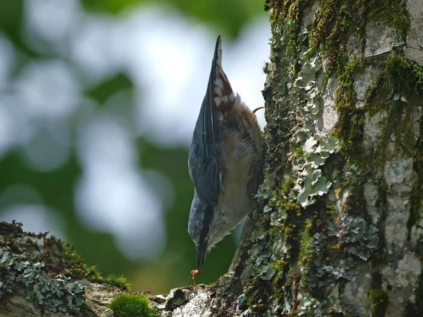 木を下を向いて下りる野鳥・ゴジュウカラの写真画像