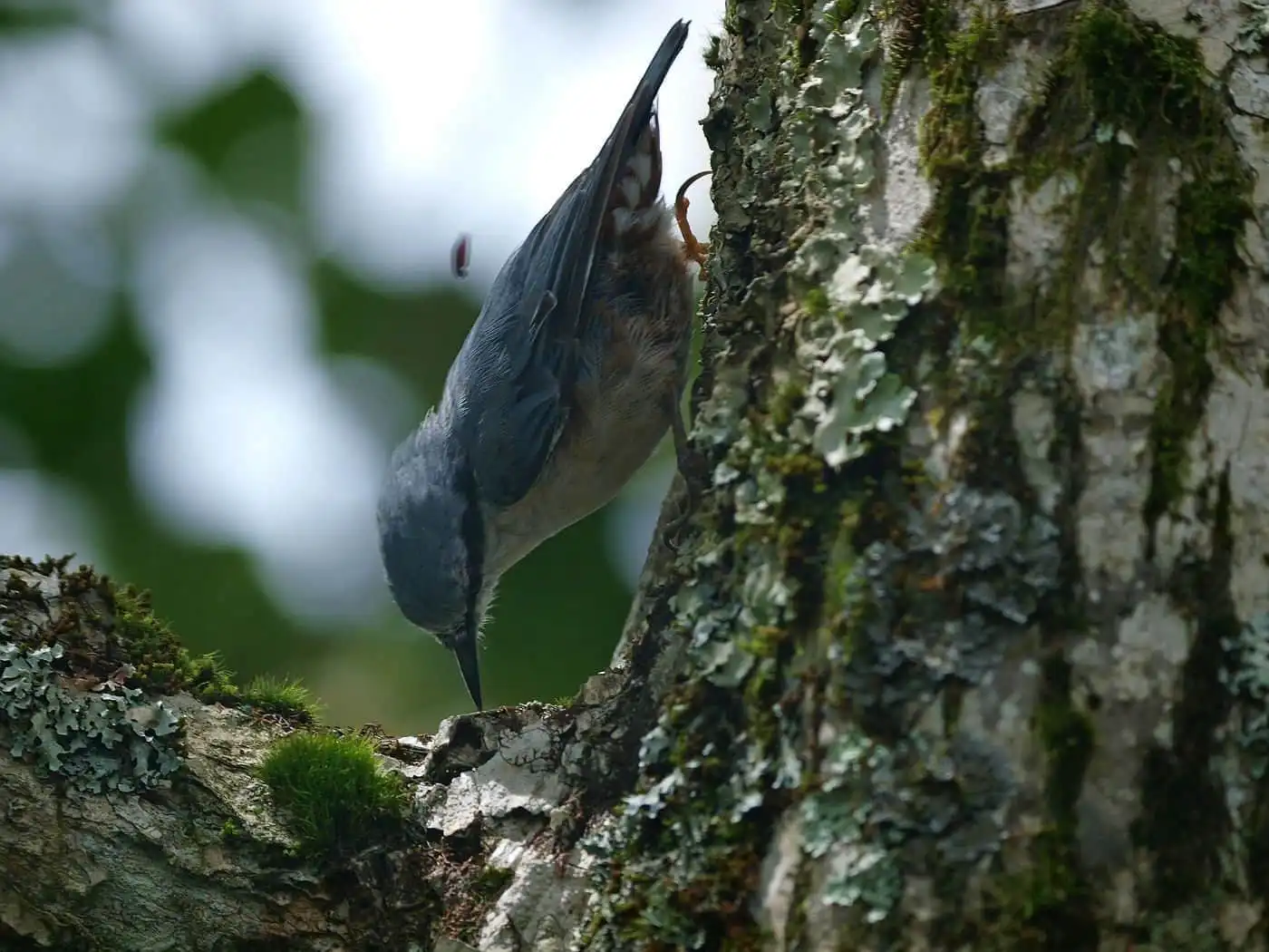 木を下を向いて下りる野鳥・ゴジュウカラの写真画像