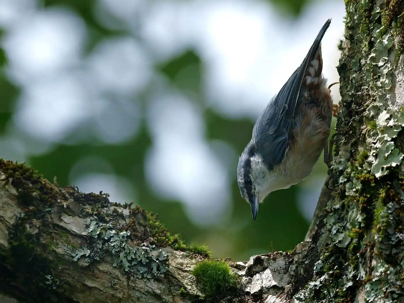 木を下を向いて下りる野鳥・ゴジュウカラの写真画像