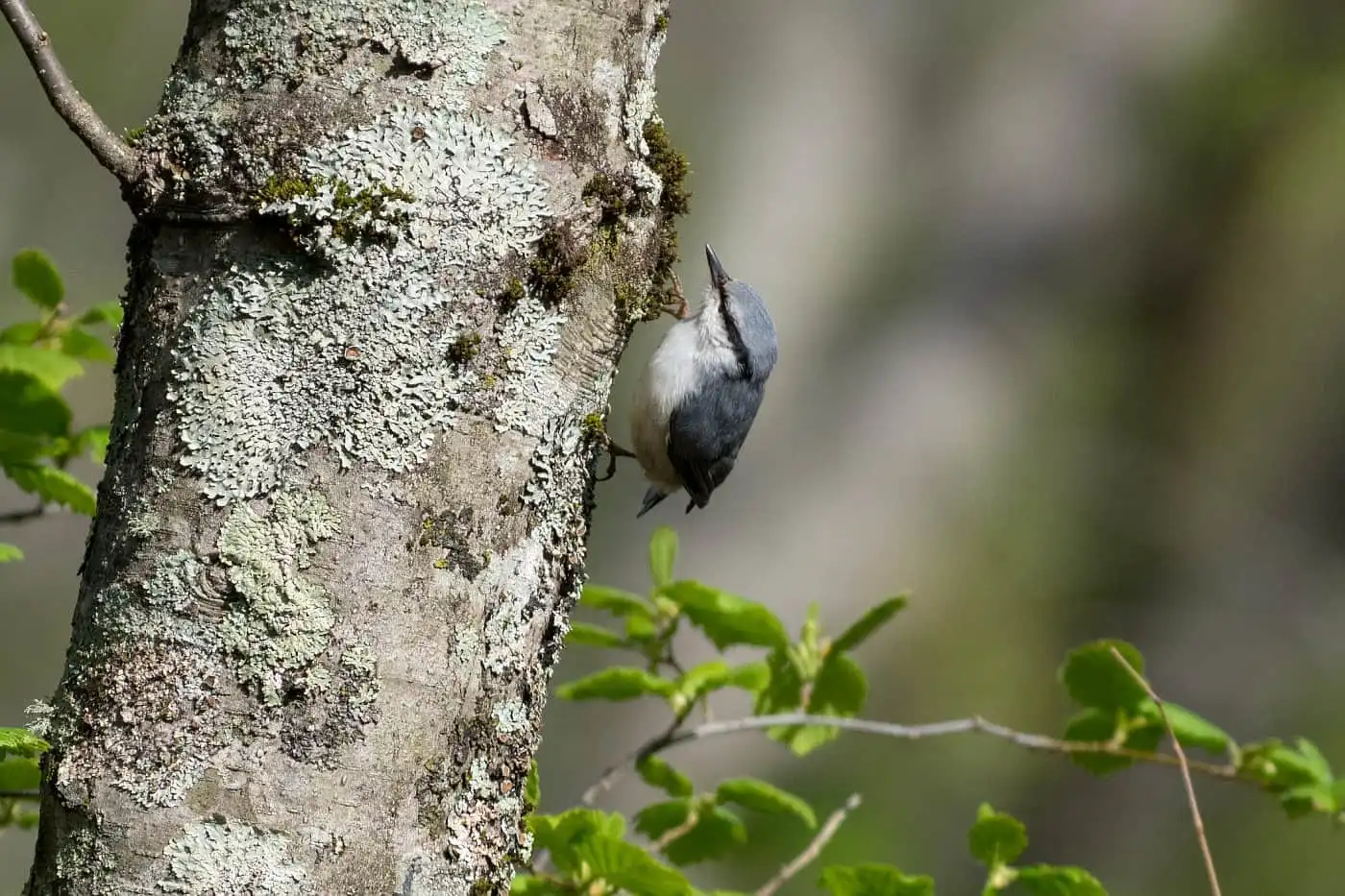 野鳥・ゴジュウカラの写真画像