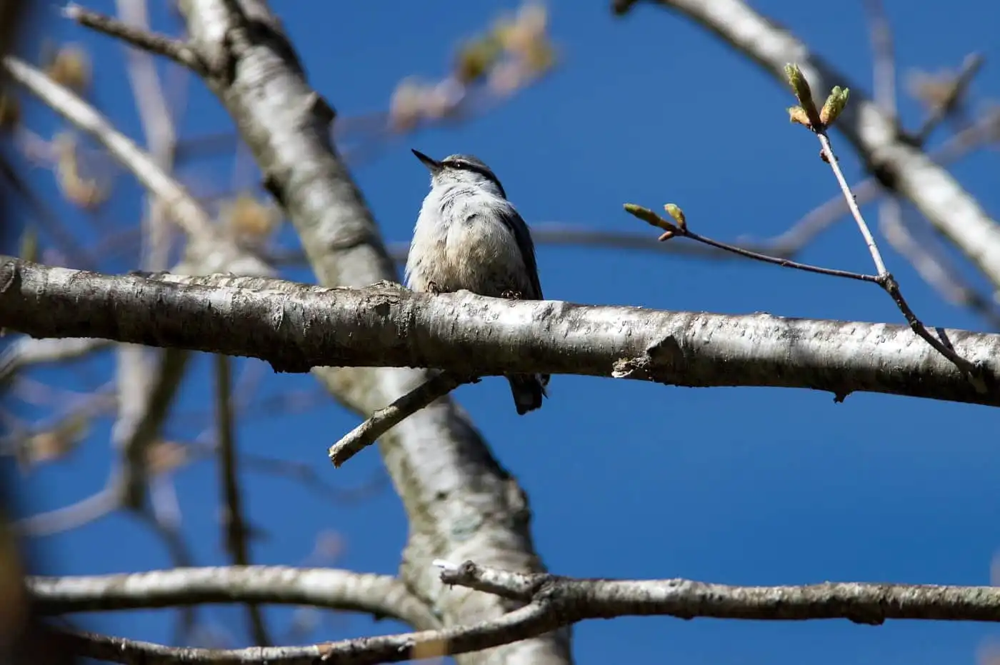 野鳥・ゴジュウカラの写真画像