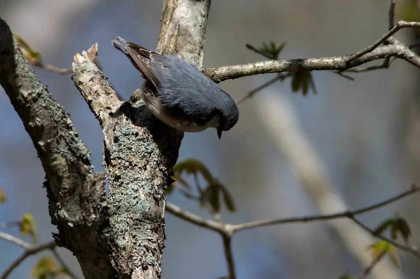 野鳥・ゴジュウカラの写真画像