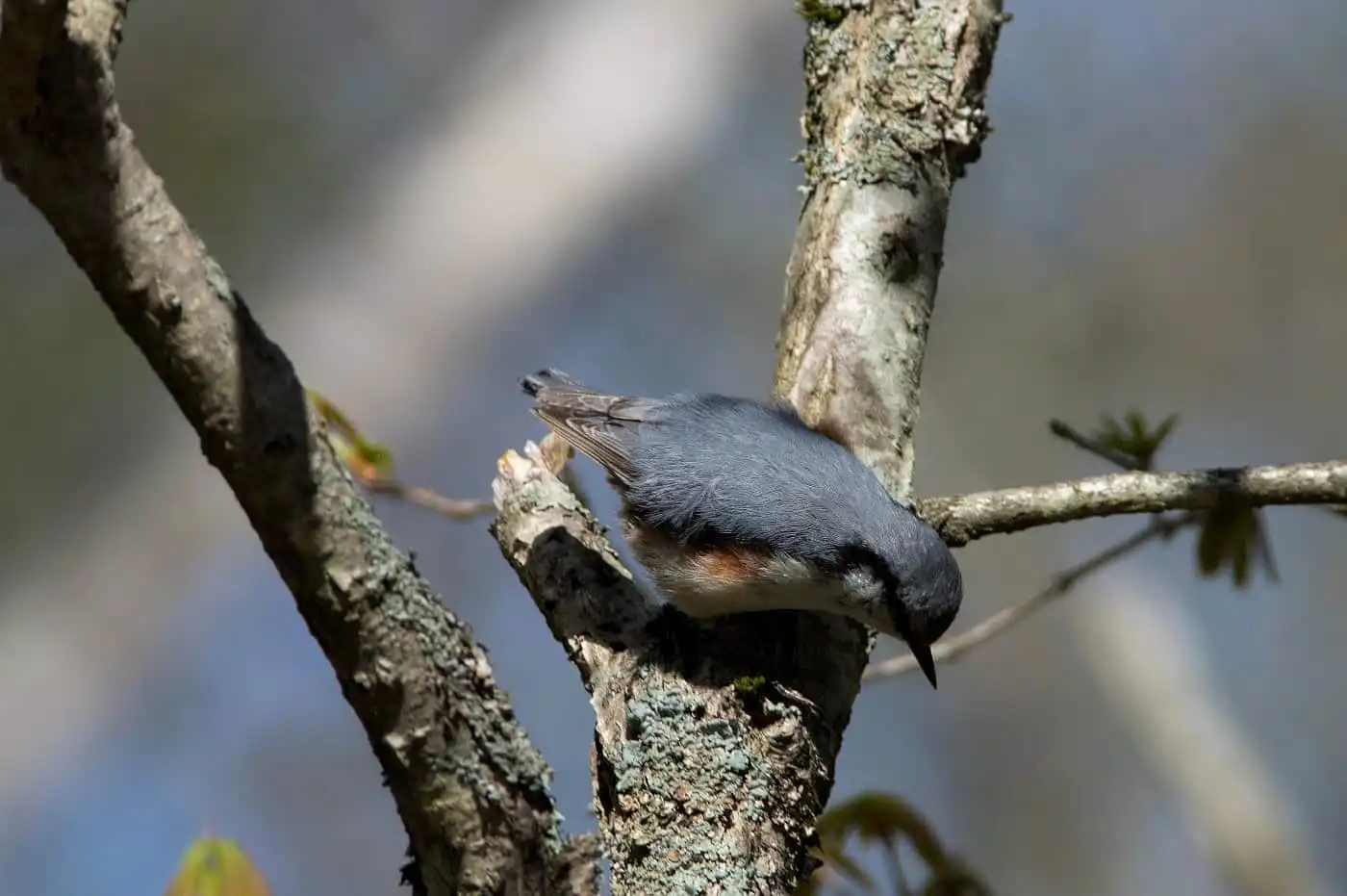 野鳥・ゴジュウカラの写真画像