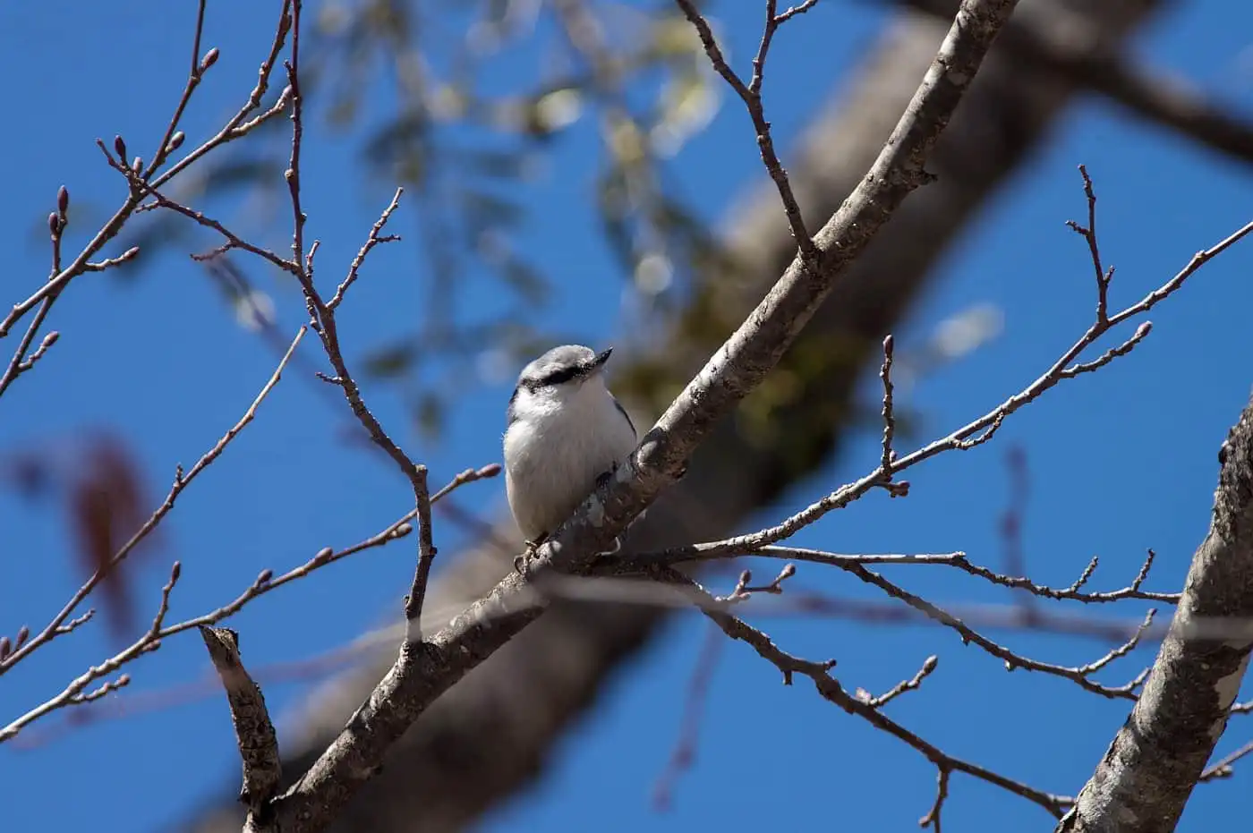 野鳥・ゴジュウカラの写真画像