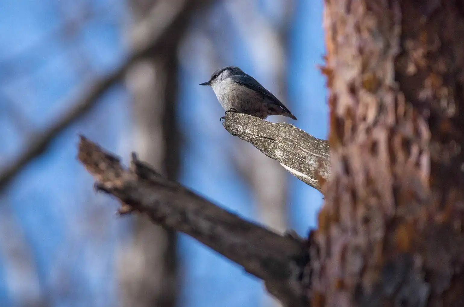 野鳥・ゴジュウカラの写真画像
