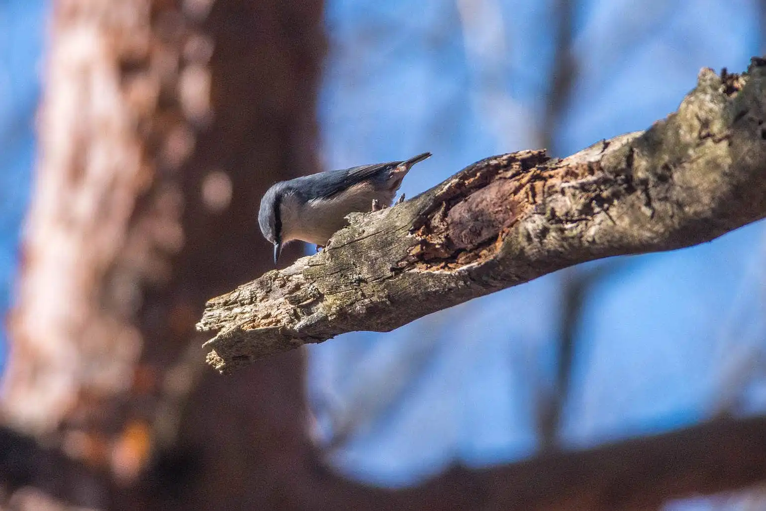 野鳥・ゴジュウカラの写真画像