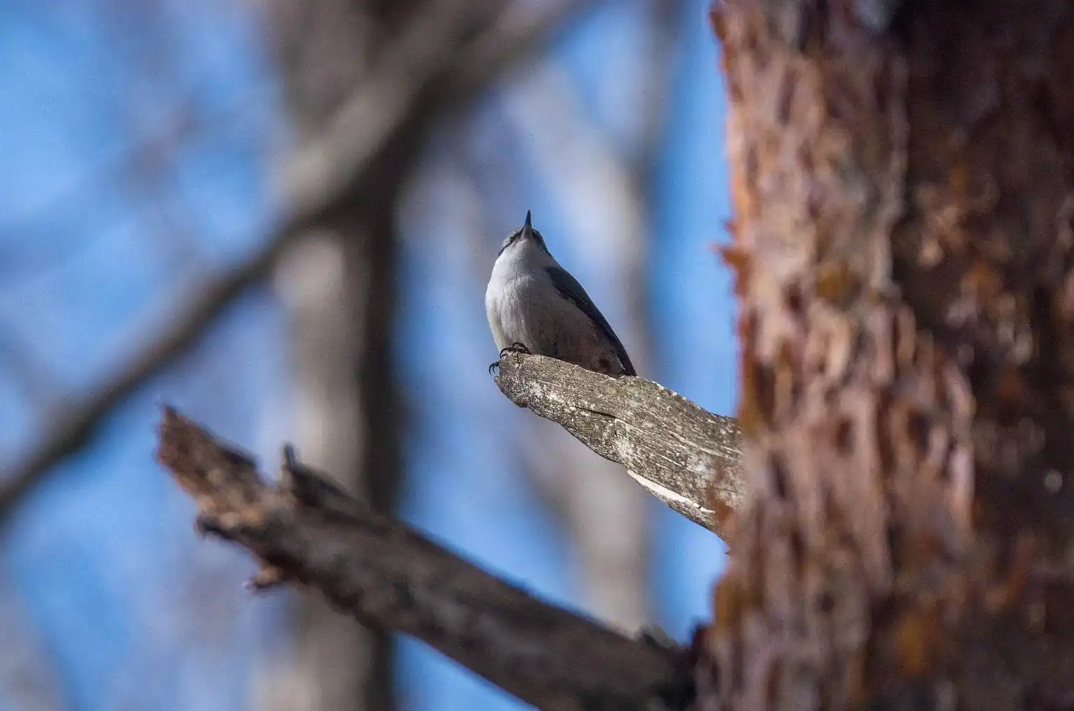 野鳥・ゴジュウカラの写真画像