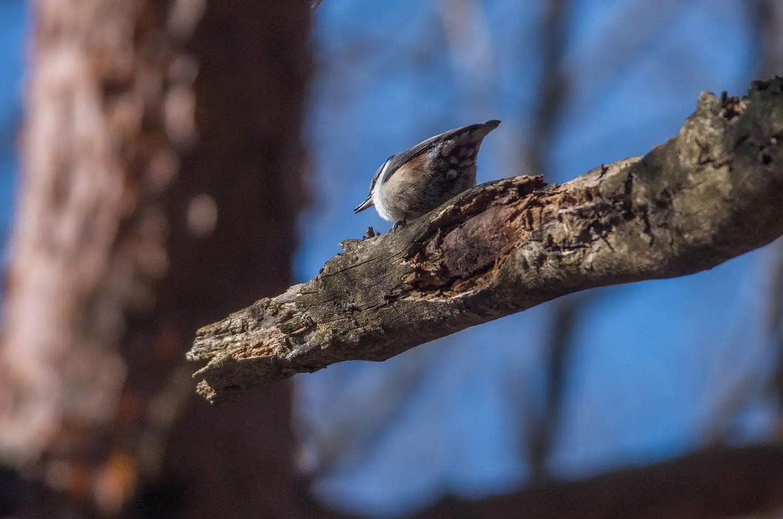 野鳥・ゴジュウカラの写真画像