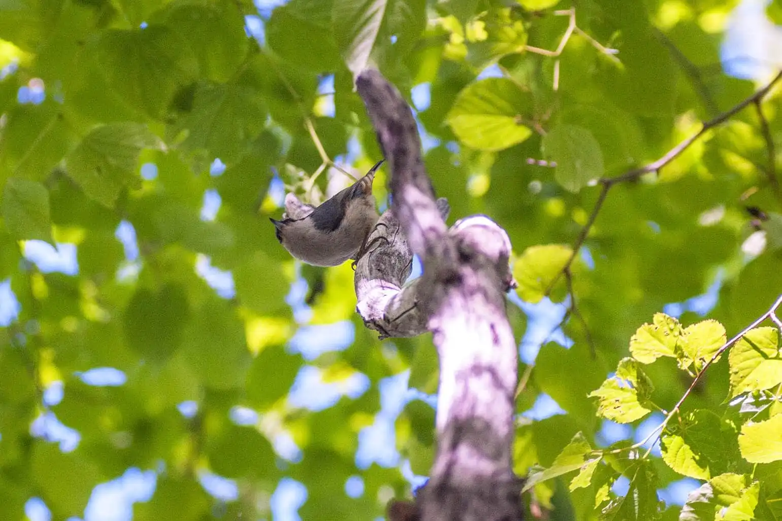 野鳥・ゴジュウカラの写真画像