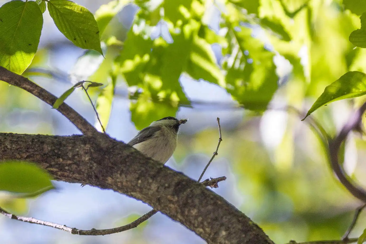 野鳥・ゴジュウカラの写真画像