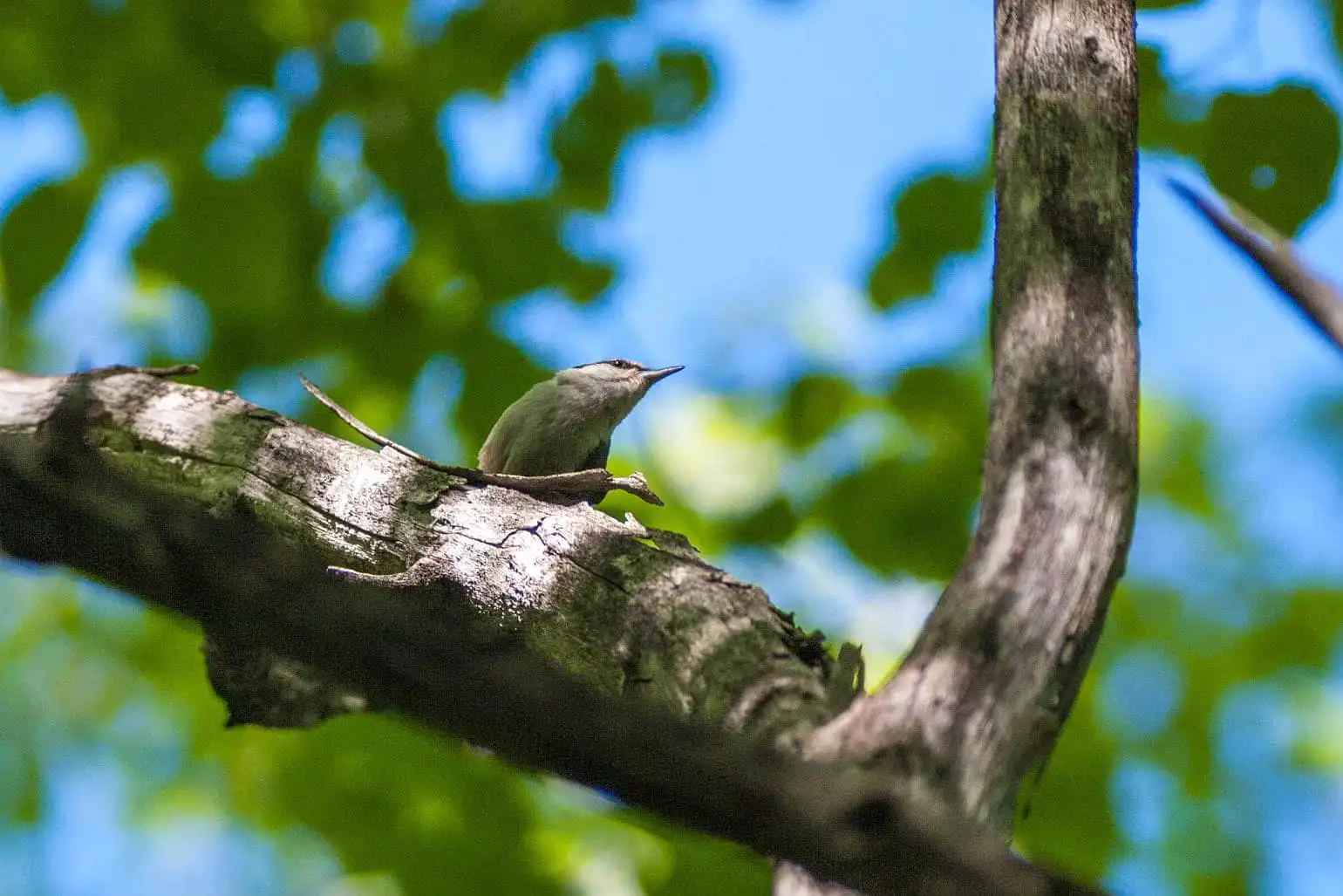 野鳥・ゴジュウカラの写真画像