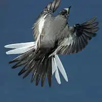 野鳥写真・ハクセキレイ