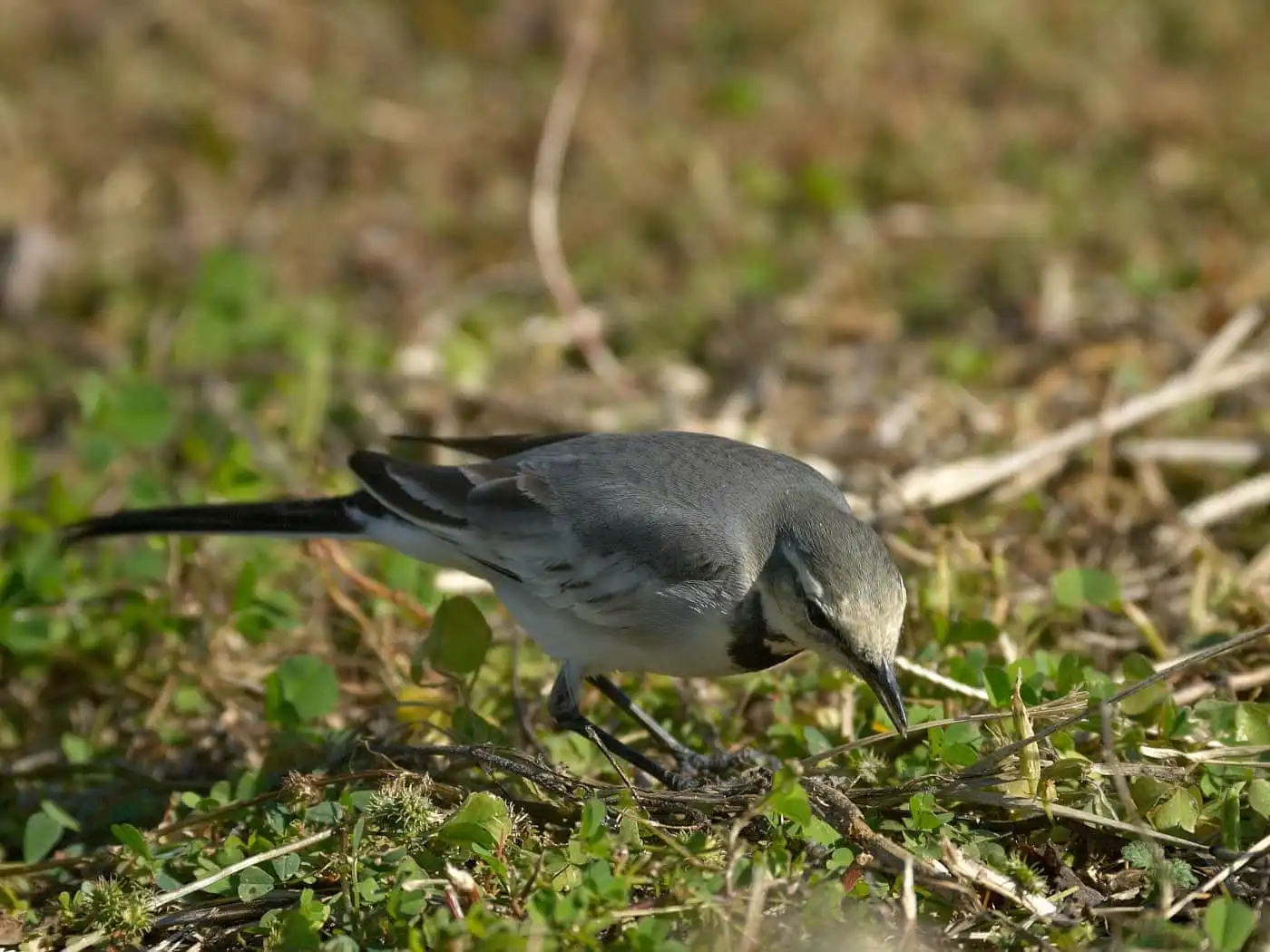 野鳥・ハクセキレイの写真画像