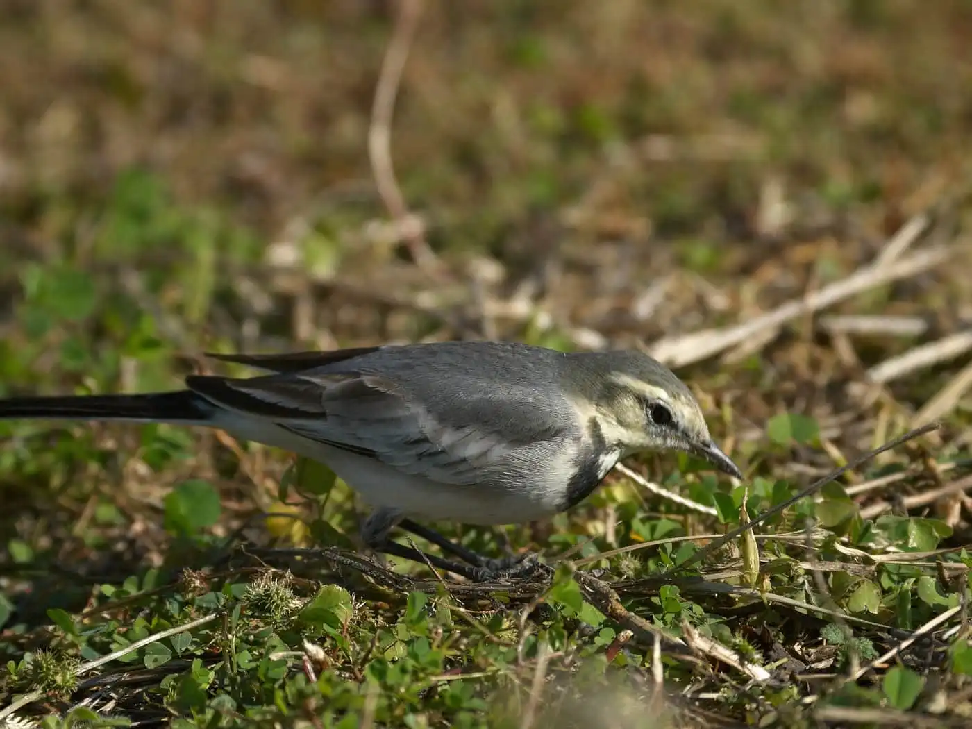 野鳥・ハクセキレイの写真画像