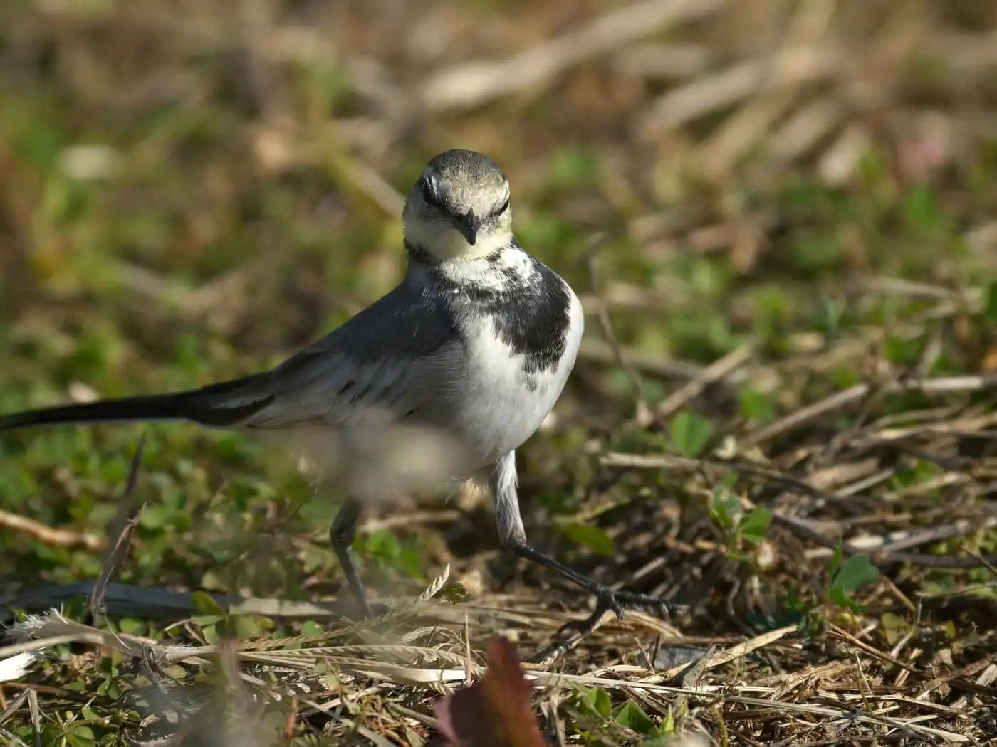 野鳥・ハクセキレイの写真画像