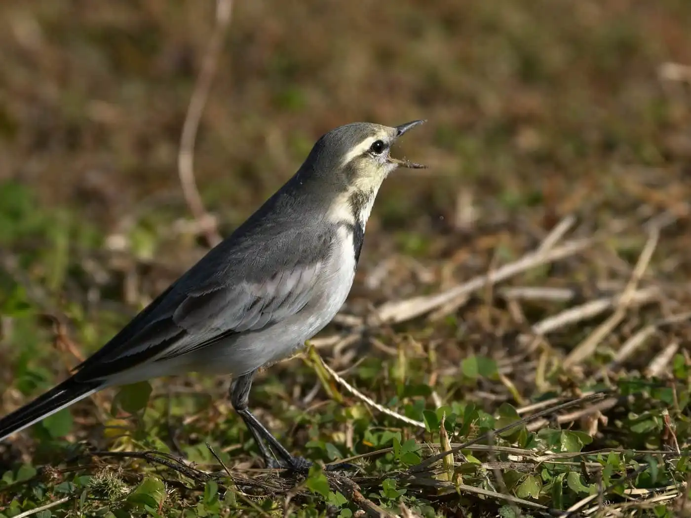 野鳥・ハクセキレイの写真画像