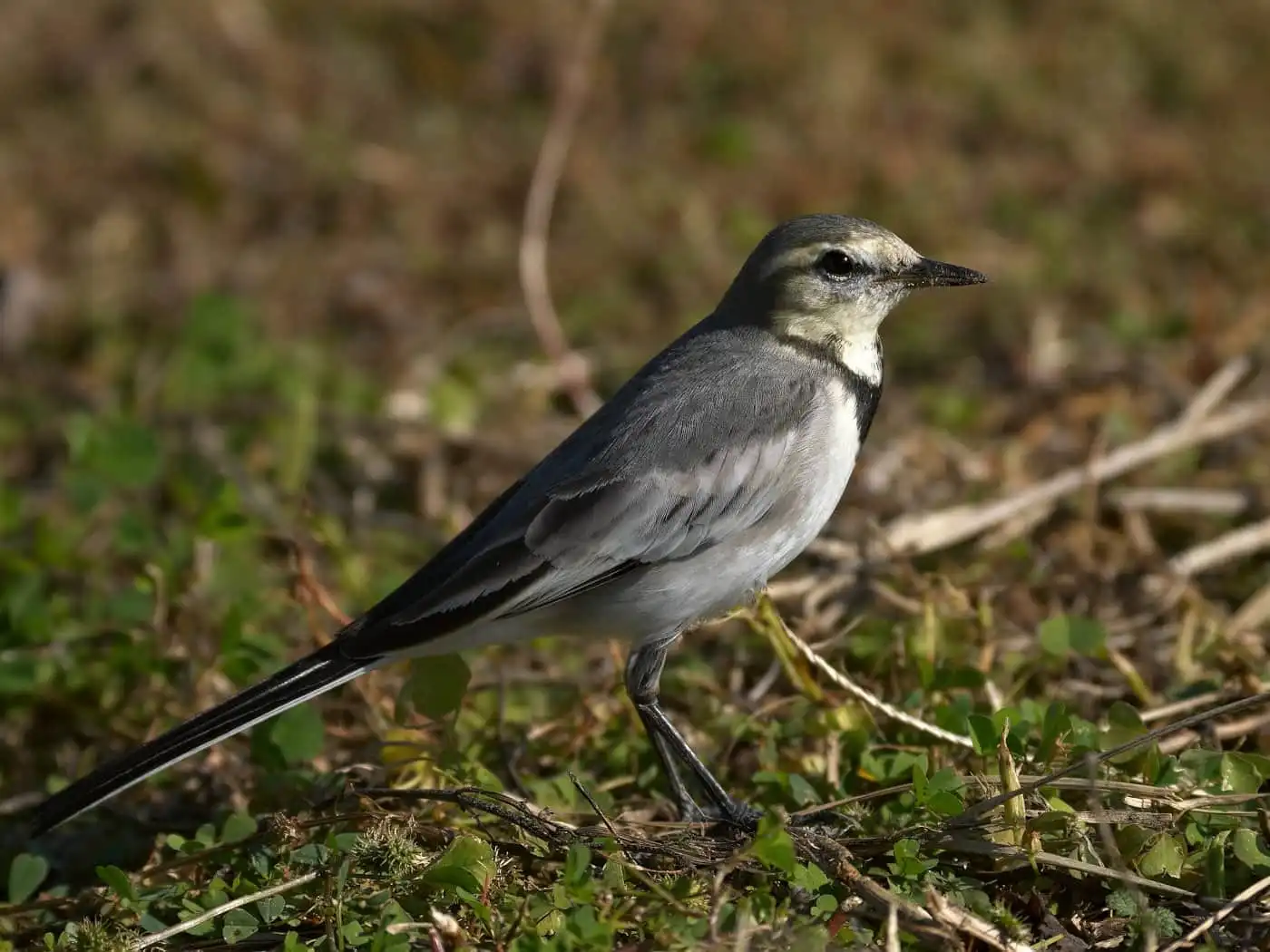 野鳥・ハクセキレイの写真画像