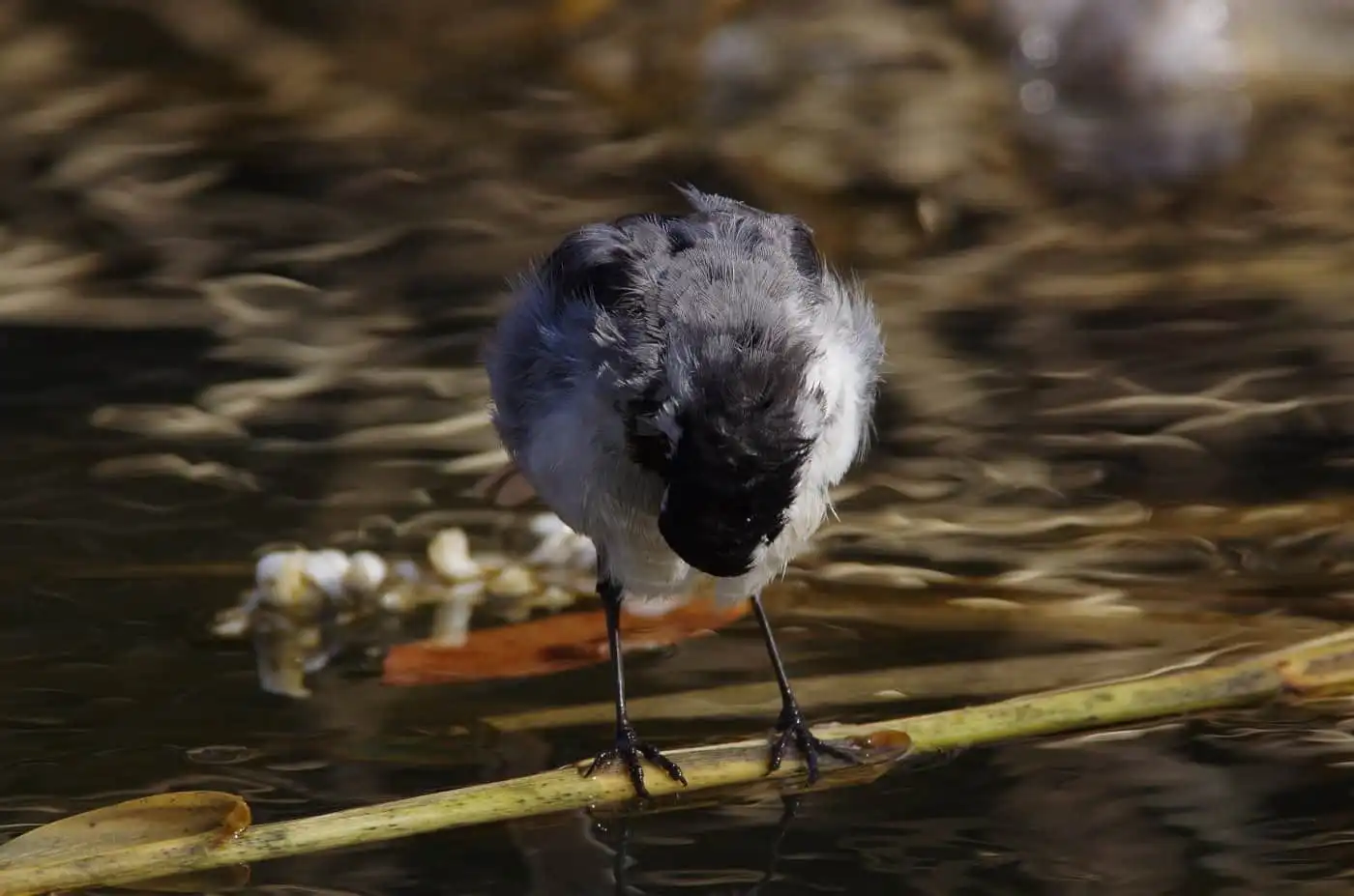 野鳥・水を飲むハクセキレイの写真画像