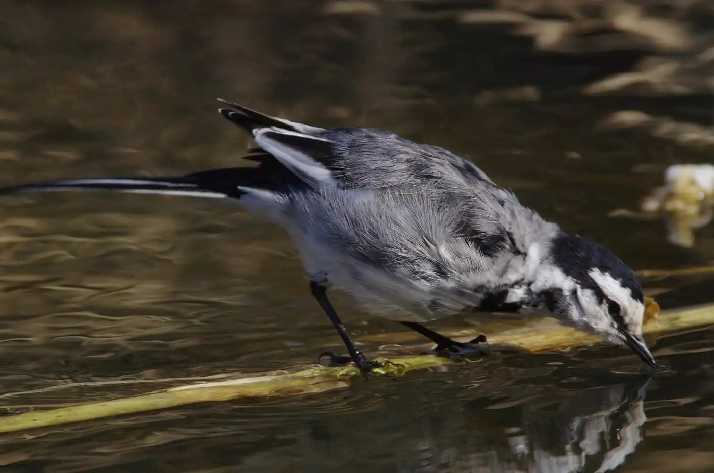 野鳥・水を飲むハクセキレイの写真画像