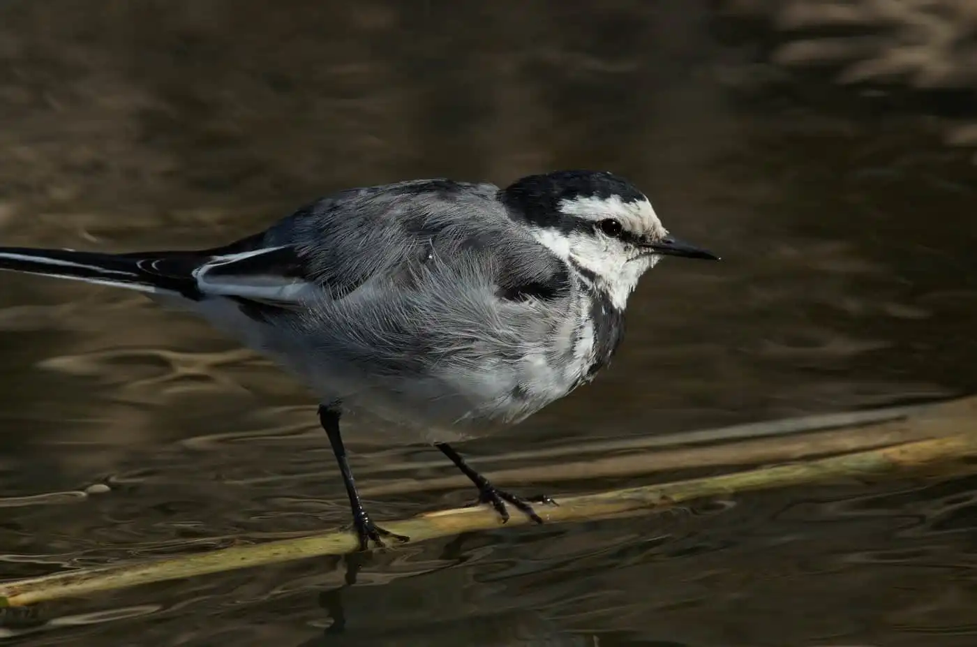 野鳥・水を飲むハクセキレイの写真画像