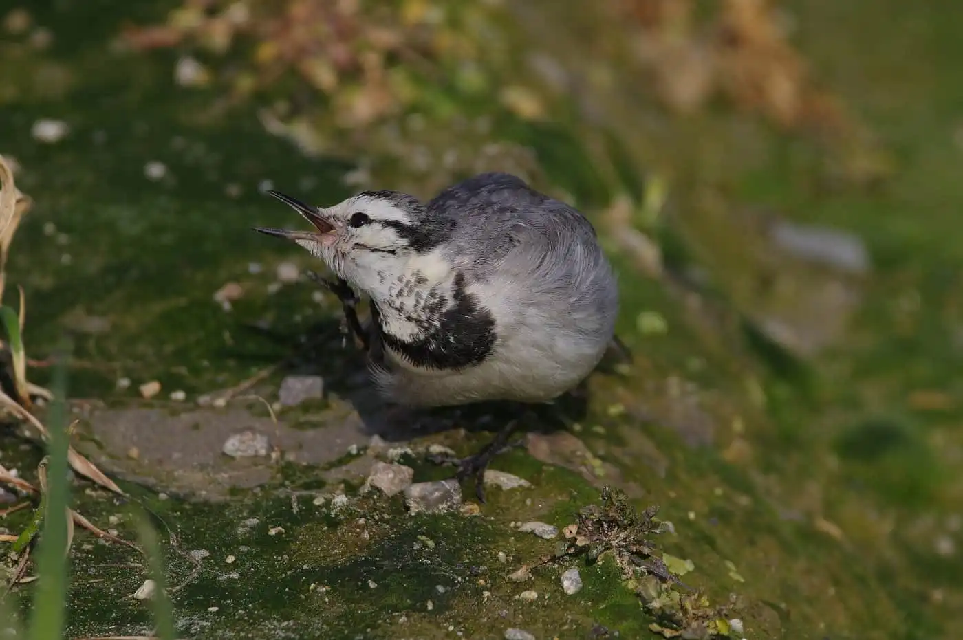 野鳥・ハクセキレイの高解像写真画像