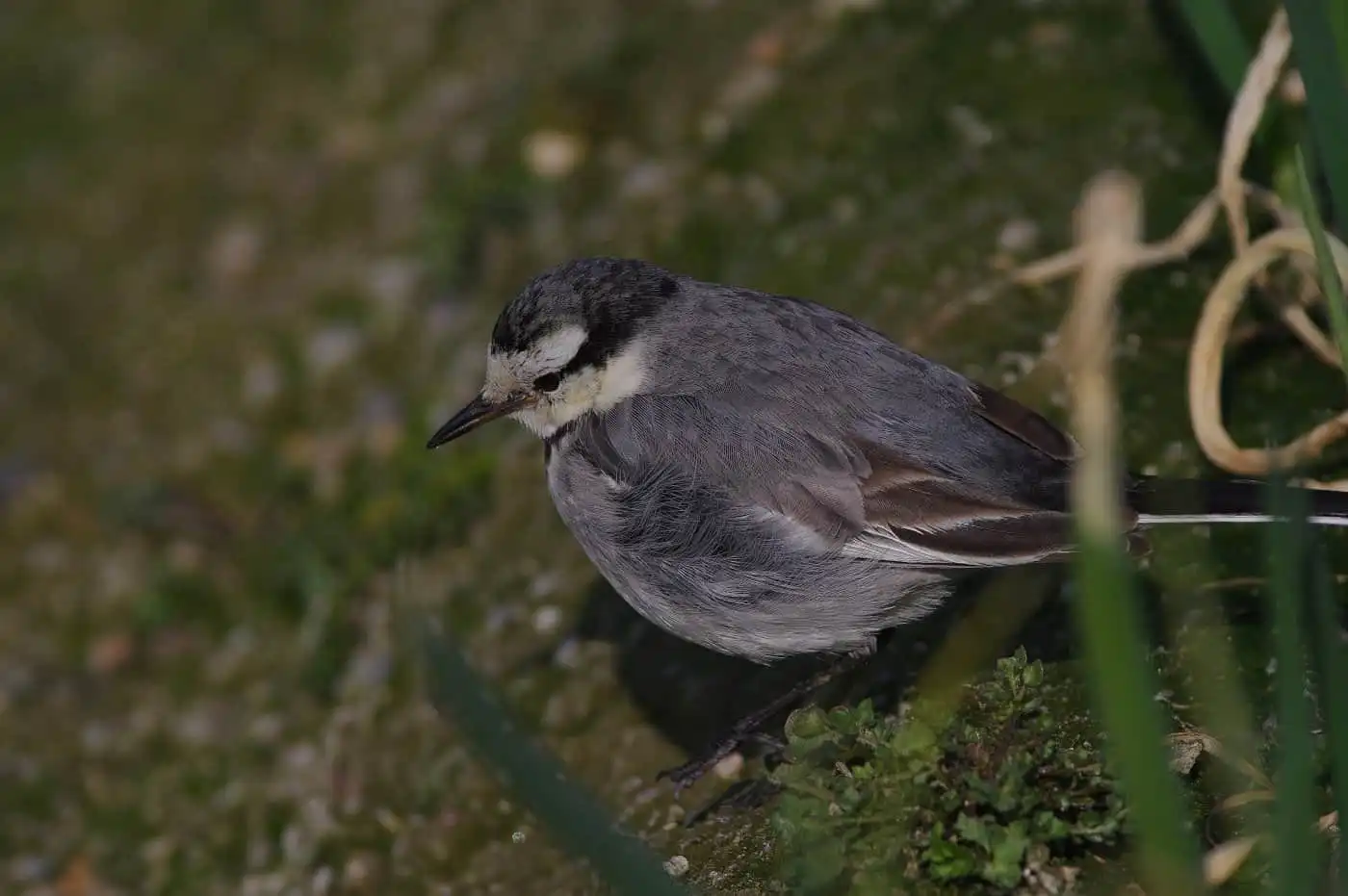 野鳥・ハクセキレイの高解像写真画像