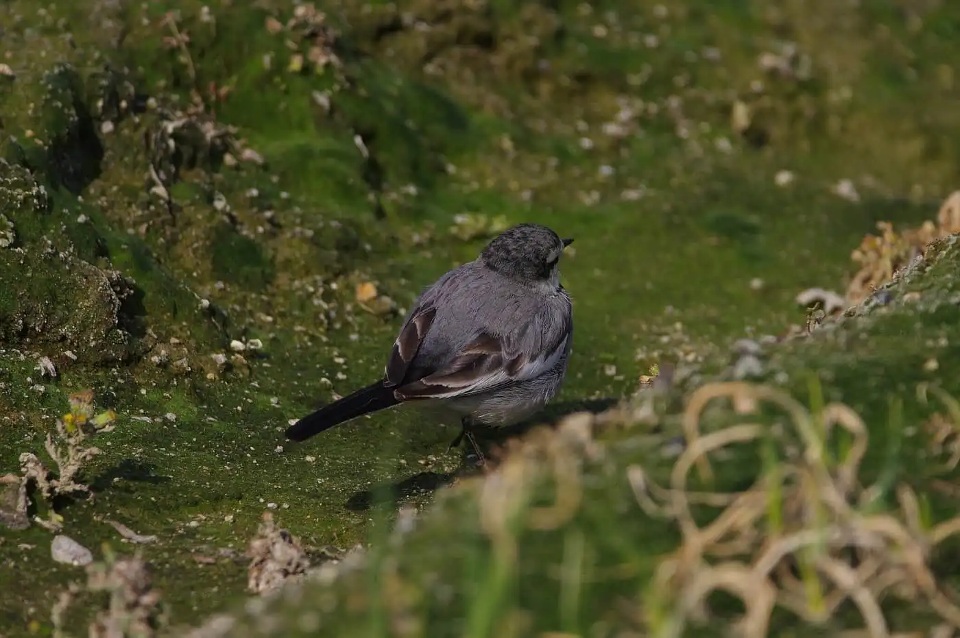 野鳥・ハクセキレイの写真画像