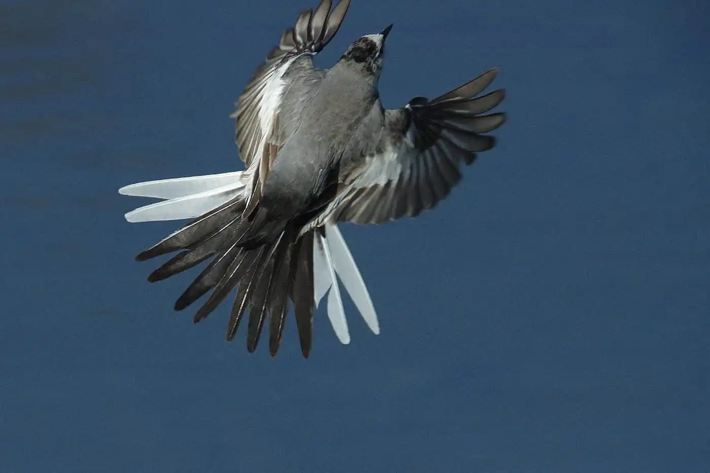 飛ぶ野鳥・ハクセキレイの写真画像